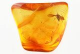 Fossil Moth Fly (Psychodidae) & Midge (Chironomidae) in Baltic Amber #335819-1